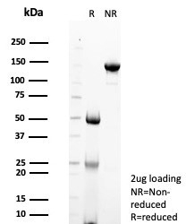 SDS-PAGE analysis of purified, BSA-free STING antibody STING1/7438 as confirmation of integrity and purity.