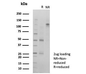 SDS-PAGE analysis of purified, BSA-free Death domain associated protein 6 antibody (clone PCRP-DAXX-6E11) as confirmation of integrity and purity.