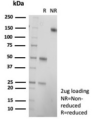 SDS-PAGE analysis of purified, BSA-free HCG-alpha antibody (clone hCGa/7874) as confirmation of integrity and purity.