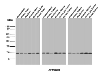 Allograft Inflammatory Factor 1 Antibody Multi-Species Tissue WB. Western blot analysis of brain, kidney, and spleen tissue lysates from human, mouse, rat, hamster, guinea pig, and rabbit using Allograft Inflammatory Factor 1 Antibody (clone AIF1/8970R) detects a band at the predicted molecular weight of approximately 17 kDa, consistent with AIF1 / IBA1 expression across multiple species and tissue types, supporting its use as a cross-species WB antibody for conserved detection of this macrophage and microglia marker.