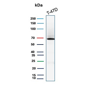 ER alpha Antibody Rabbit Monoclonal T-47D WB. Western blot analysis of human T-47D cell lysate using ER alpha antibody (clone ESR1/7444R) detects a band at approximately 65-70 kDa, consistent with the predicted molecular weight of Estrogen receptor alpha (ESR1), a nuclear hormone receptor expressed in hormone-responsive breast cancer cells; detection was performed with clone ESR1/7444R.