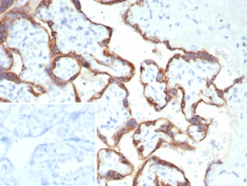 IHC staining of FFPE human placental tissue with HCG-alpha antibody (clone hCGa/7870). Inset: PBS used in place of primary Ab (secondary Ab negative control). HIER: boil tissue sections in pH 9 10mM Tris with 1mM EDTA for 20 min and allow to cool before testing.