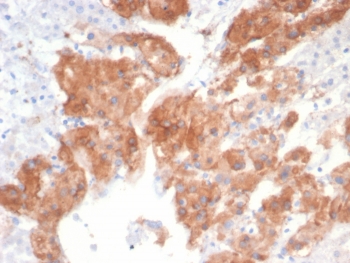 IL22RA2 Antibody Human Adrenal Gland Tissue IHC. Immunohistochemistry analysis of FFPE human adrenal gland tissue using IL22RA2 antibody. The mouse monoclonal antibody clone IL22RA2/7291 demonstrates cytoplasmic staining in glandular cells, consistent with Interleukin-22 receptor subunit alpha 2 / IL22RA2 expression as an immune regulation marker. Signal is observed within clusters of adrenal cortical cells, reflecting localized production of this secreted decoy receptor, while surrounding non-glandular elements show lower staining. HIER: boil tissue sections in 10 mM Tris with 1 mM EDTA, pH 9, for 20 min followed by cooling prior to staining.