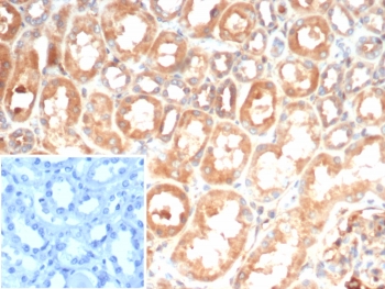 IL6 Antibody Human Kidney IHC. Immunohistochemical staining of FFPE human kidney tissue using Interleukin 6 Antibody / Pro-Inflammatory Cytokine Marker (clone IL6/4643) demonstrates prominent cytoplasmic and membranous HRP-DAB brown staining within renal tubular epithelial cells. The observed staining pattern is consistent with IL6 expression in kidney tissue, supporting the role of this pro-inflammatory cytokine in immune signaling, tissue stress responses, and regulation of local inflammatory microenvironments. Minimal background staining is observed in the PBS negative control inset, supporting staining specificity. HIER: boil tissue sections in pH 9 10mM Tris with 1mM EDTA for 20 min and allow to cool before testing.