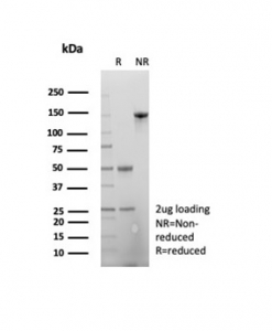 SDS-PAGE analysis of purified, BSA-free Beta Actin antibody (ACTB/2370) as confirmation of integrity and purity.