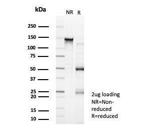 SDS-PAGE analysis of purified, BSA-free GTF2I antibody (clone PCRP-GTF2I-1A7) as confirmation of integrity and purity.