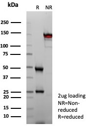 SDS-PAGE analysis of purified, BSA-free CPA1 antibody (clone CPA1/8624R) as confirmation of integrity and purity.