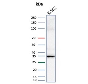 Western blot testing of human K562 cell lysate with Carbonic Anhydrase VIII antibody.
