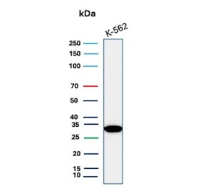 Western blot testing of human K562 cell lysate with Carbonic Anhydrase VIII antibody.