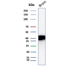 Western blot testing of human brain tissue lysate with NECAB1 antibody. Predicted molecular weight ~41 kDa.
