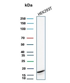 CDKN2A Antibody HEK293T WB. Western blot analysis of Cyclin-dependent kinase inhibitor 2A (p16INK4a) expression in HEK293T cell lysate using CDKN2A Antibody clone rCDKN2A/8004. Lane 1: HEK293T cell lysate. A band is detected at approximately 15-17 kDa, consistent with the predicted molecular weight of p16INK4a, a cyclin-dependent kinase inhibitor that regulates G1 cell cycle progression through inhibition of CDK4 and CDK6. A faint lower-molecular-weight band is also observed, which may represent proteolytic processing or non-specific reactivity.