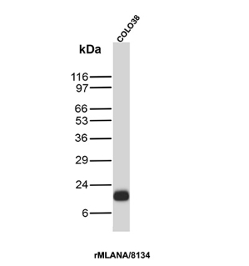 MART-1 Antibody COLO 38 WB. Western blot analysis of COLO 38 cell lysate using MART-1 Antibody clone rMLANA/8134. A prominent band is detected near approximately 18-20 kDa, consistent with the expected molecular weight range of Melanoma antigen recognized by T-cells 1 / MLANA/MART-1, a melanocyte lineage-associated protein widely studied in melanoma biology and melanocytic differentiation pathways.