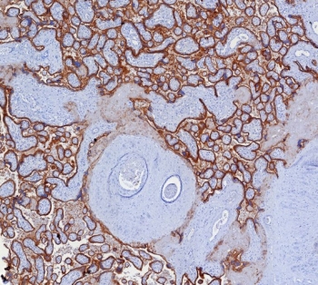 IHC staining of FFPE human placental tissue with Programmed cell death 1 ligand 1 antibody rabbit mAb (clone PDL1/7568R). HIER: boil tissue sections in pH 9 10mM Tris with 1mM EDTA for 20 min and allow to cool before testing.