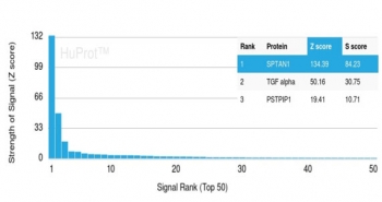 Analysis of a HuProt(TM) microarray containing more than 19,000 full-length human proteins using Alpha II Spectrin/Fodrin antibody (clone SPTAN1/3374). Z- and S- Score: The Z-score represents the strength of a signal that a monoclonal antibody (in combination with a fluorescently-tagged anti-IgG secondary antibody) produces when binding to a particular protein on the HuProt(TM) array. Z-scores are described in units of standard deviations (SD's) above the mean value of all signals generated on that array. If targets on HuProt(TM) are arranged in descending order of the Z-score, the S-score is the difference (also in units of SD's) between the Z-score. S-score therefore represents the relative target specificity of a mAb to its intended target. A mAb is considered to specific to its intended target, if the mAb has an S-score of at least 2.5. For example, if a mAb binds to protein X with a Z-score of 43 and to protein Y with a Z-score of 14, then the S-score for the binding of that mAb to protein X is equal to 29.