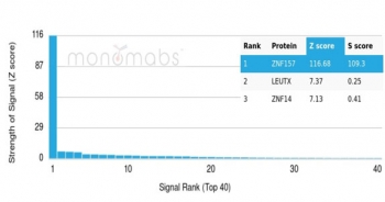 Analysis of a HuProt(TM) microarray containing more than 19,000 full-length human proteins using ZNF157 antibody (clone PCRP-ZNF157-1A8). Z- and S- Score: The Z-score represents the strength of a signal that a monoclonal antibody (in combination with a fluorescently-tagged anti-IgG secondary antibody) produces when binding to a particular protein on the HuProt(TM) array. Z-scores are described in units of standard deviations (SD's) above the mean value of all signals generated on that array. If targets on HuProt(TM) are arranged in descending order of the Z-score, the S-score is the difference (also in units of SD's) between the Z-score. S-score therefore represents the relative target specificity of a mAb to its intended target. A mAb is considered to specific to its intended target, if the mAb has an S-score of at least 2.5. For example, if a mAb binds to protein X with a Z-score of 43 and to protein Y with a Z-score of 14, then the S-score for the binding of that mAb to protein X is equal to 29.