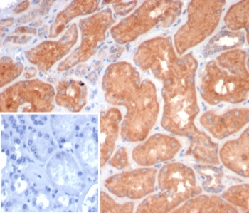 S100G Antibody Kidney Tissue IHC. Immunohistochemistry analysis of S100 calcium binding protein G S100G expression in FFPE human kidney tissue using S100G antibody clone S100G/7462. Strong cytoplasmic staining is observed in renal tubular epithelial cells, consistent with the role of Calbindin D9K in calcium reabsorption, while glomerular and interstitial regions show minimal signal. The negative control inset using PBS in place of primary antibody confirms staining specificity with absence of detectable signal. HIER: boil tissue sections in pH 9 10mM Tris with 1mM EDTA for 20 min and allow to cool before testing.