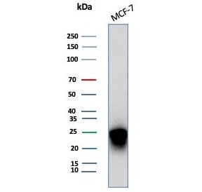Western blot testing of human MCF-7 cell lysate with CD99 antibody (clone MIC2/7863). Predicted molecular weight: 16-32 kDa depending on the level of glycosylation.