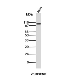 Androgen Receptor Antibody DHTR/8698R Detection in MCF7 Human Breast Cancer Cells by WB. Western blot analysis of human MCF7 breast cancer cell lysate using Androgen Receptor Antibody (clone DHTR/8698R) shows a strong, discrete band migrating at approximately 105-110 kDa, with minimal additional reactivity visible in the lane. Although the canonical AR sequence has a calculated molecular weight of approximately 99 kDa, full-length androgen receptor commonly migrates at approximately 110 kDa by SDS-PAGE. The clean band at this expected migration region demonstrates detection of the androgen receptor using this AR Antibody.