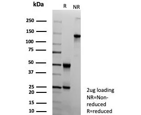 SDS-PAGE analysis of purified, BSA-free ABCC4 antibody (clone ABCC4/9019) as confirmation of integrity and purity.