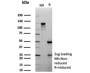 SDS-PAGE analysis of purified, BSA-free ADH1L1 antibody (clone ALDH1L1/7959) as confirmation of integrity and purity.