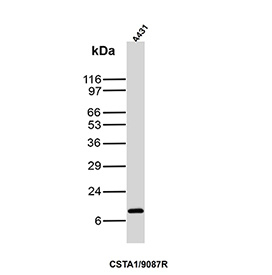 Western blot testing of human A431 cell lysate with recombinant Cystatin A antibody (clone CSTA/9087R). Predicted molecular weight ~11 kDa.