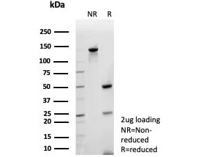 SDS-PAGE analysis of purified, BSA-free CLPS antibody (clone CLPS/9021) as confirmation of integrity and purity.