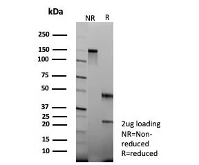 SDS-PAGE analysis of purified, BSA-free CLPS antibody (clone CLPS/9025) as confirmation of integrity and purity.