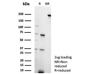 SDS-PAGE analysis of purified, BSA-free c-RET/RET Proto-Oncogene antibody (clone RET/8790) as confirmation of integrity and purity.