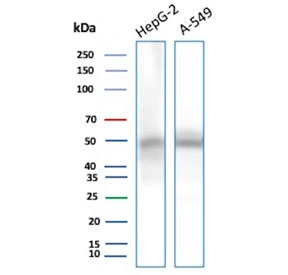NSE gamma Antibody WB. Western blot testing of human 1) HepG2 and 2) A549 cell lysate with NSE gamma antibody (clone ENO2/9044). Predicted molecular weight ~47 kDa.