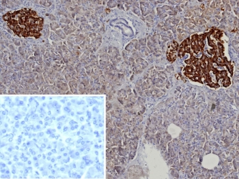 Immunohistochemistry of Recombinant CgA Antibody in human pancreas. Formalin-fixed, paraffin-embedded human pancreas tissue stained with recombinant CgA antibody (clone rCHGA/9612) shows strong cytoplasmic granular staining in islets of Langerhans, consistent with Chromogranin A expression in pancreatic neuroendocrine cells, while surrounding exocrine acinar tissue is largely negative. Heat-induced epitope retrieval was performed by boiling sections in pH 9 10mM Tris with 1mM EDTA for 20 minutes followed by cooling prior to testing. The inset image shows a PBS negative control in which primary antibody was omitted, demonstrating absence of non-specific staining.