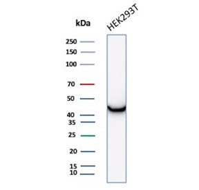 Western blot testing of human HEK293T cell lysate using recombinant Creatine kinase B antibody (clone CKBB/8306). Predicted molecular weight ~43 kDa.