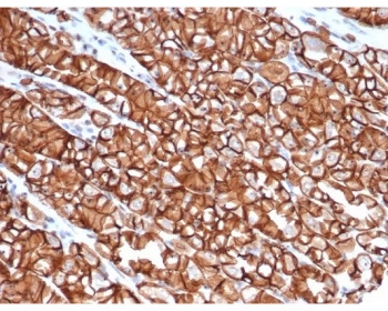 Cadherin 1 Antibody Human Stomach IHC. Immunohistochemistry analysis of Cadherin 1 / CDH1 expression in FFPE human stomach tissue using clone rCDH1/6769 antibody, showing strong membranous HRP-DAB brown staining in epithelial cells forming glandular structures with clear cell-cell junction localization, while surrounding stromal tissue remains largely negative. HIER: boil tissue sections in pH 9 10mM Tris with 1mM EDTA for 20 min and allow to cool before testing. Signal highlights intercellular junction assembly and cohesive epithelial organization within gastric mucosa.