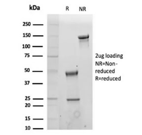 SDS-PAGE analysis of purified, BSA-free CD43 antibody (clone MT-1) as confirmation of integrity and purity.