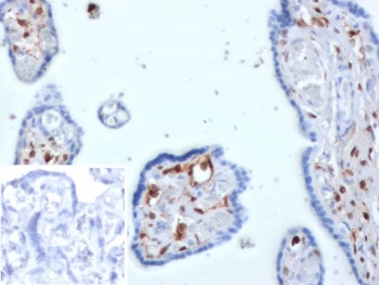 IHC staining of FFPE human placenta tissue with S100A4 antibody (clone S100A4/6796). Inset: PBS used in place of primary Ab (secondary Ab negative control). HIER: boil tissue sections in pH 9 10mM Tris with 1mM EDTA for 20 min and allow to cool before testing.