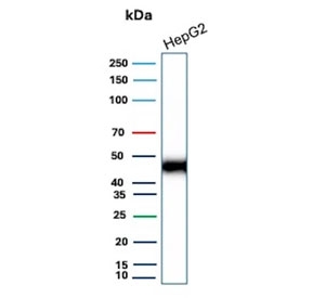Western blot testing of human HepG2 cell lysate with CD147/Basigin  antibody (clone BSG/9223R). Expected molecular weight: 27-66 kDa depending on level of glycosylation.