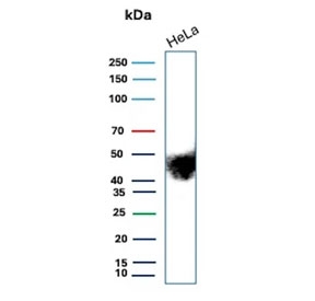 Western blot testing of human HeLa cell lysate with CD147/Emmprin antibody (clone BSG/9290R). Expected molecular weight: 27-66 kDa depending on level of glycosylation.