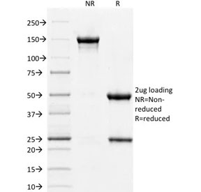 SDS-PAGE analysis of purified, BSA-free STAT3 antibody (clone PCRP-STAT3-2F12) as confirmation of integrity and purity.