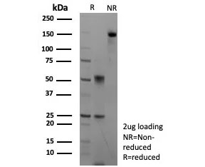 SDS-PAGE analysis of purified, BSA-free CASP7 antibody (clone CASP7/9051) as confirmation of integrity and purity.