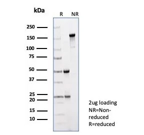 SDS-PAGE analysis of purified, BSA-free PRAME antibody (clone PRAME/9188) as confirmation of integrity and purity.