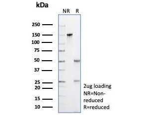 SDS-PAGE analysis of purified, BSA-free Opa-interacting protein 4 antibody (clone PRAME/9189) as confirmation of integrity and purity.