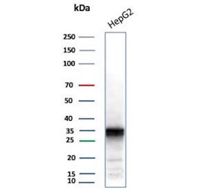 Western blot testing of human HePG2 cell lysate using AKR1C1 antibody (clone AKR1C1/9062). Predicted molecular weight ~37 kDa.