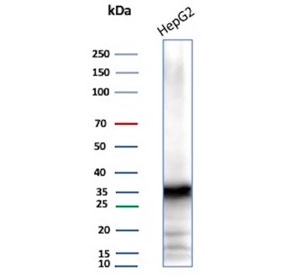 AKR1C1 Antibody HepG2 Cell WB. Western blot analysis of human HepG2 cell lysate using AKR1C1 Antibody (clone AKR1C1/9063) detects a prominent band at approximately 37 kDa, consistent with the predicted molecular weight of AKR1C1 / Aldo-keto reductase family 1 member C1. The strong signal in this liver-derived cell line supports detection of AKR1C1 in hepatocyte-like models, aligning with its role in steroid metabolism and detoxification pathways.