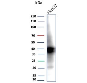 Western blot testing of human HepG2 cell lysate using AKR1C1 antibody (clone AKR1C1/9317). Predicted molecular weight ~37 kDa.