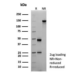 SDS-PAGE analysis of purified, BSA-free CD161 antibody (clone KLRB1/8910) as confirmation of integrity and purity.