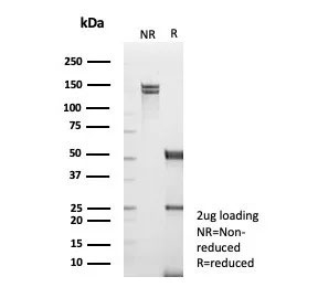 SDS-PAGE analysis of purified, BSA-free TNFR-Associated Factor 1 antibody (clone TRAF1/3365) as confirmation of integrity and purity.