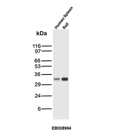 EBI3 Antibody Spleen and Raji WB. Western blot analysis of Epstein-Barr virus-induced gene 3 (EBI3) expression in human spleen and Raji cell lysates using EBI3 antibody clone EBI3/8904. Lane 1: human spleen lysate, Lane 2: Raji cell lysate. A band is detected at approximately 33-35 kDa, consistent with the predicted molecular weight of EBI3, a secreted glycoprotein subunit of interleukin-27 and interleukin-35. The presence of signal in both spleen tissue and B cell-derived Raji cells aligns with the known expression of EBI3 in immune cell populations.