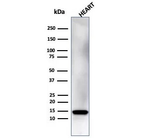 Western blot analysis of human heart tissue lysate using Resistin antibody (clone RETN/4325). Predicted molecular weight ~11 kDa.