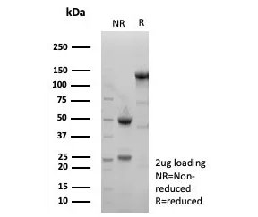 SDS-PAGE analysis of purified, BSA-free xCT antibody (clone SLC7A11/9136R) as confirmation of integrity and purity.