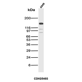Cadherin 2 Antibody WB. Western blot analysis of N-Cadherin / CDH2 expression in A549 cell lysate using Cadherin 2 antibody clone CDH2/9493. Lane 1: A549 cell lysate. A distinct band is detected at approximately 120-135 kDa, consistent with the predicted molecular weight of N-Cadherin (CDH2), with the slightly higher apparent migration reflecting known glycosylation of this transmembrane adhesion protein. Additional faint lower bands may represent proteolytic processing or degradation products. The observed expression in A549 cells is consistent with N-Cadherin involvement in epithelial-to-mesenchymal transition and tumor-associated cellular remodeling.