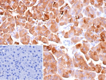 IHC staining of FFPE human pancreas tissue with Elastase 3A antibody (clone CELA3A/12552). Inset: PBS used in place of primary Ab (secondary Ab negative control). HIER: boil tissue sections in pH 9 10mM Tris with 1mM EDTA for 20 min and allow to cool before testing.